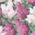 Обои Cole & Son - "Lilac" арт. 115/1001- это изображение всеми любимого пышного кустарника сирени  цвета мадженты и розовых румян на угольном фоне. Английские обои, Обои Cole & Son, Каталог обоев
