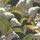 Обои для гостиной Hoopoe Leaves от Cole & Son в оттенках оливкового, желтого на темном фоне с пышным узором из листьев и цветов среди которых прячутся удоды, жуки и богомолы. Выбрать обои в салонах О-Дизайн.