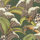 Обои для гостиной Hoopoe Leaves от Cole & Son в оттенках оливкового, зеленого и желтого с пышным узором из листьев и цветов среди которых прячутся удоды, жуки и богомолы. Выбрать обои в салонах О-Дизайн.