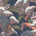 Флизелиновые обои Hoopoe Leaves от Cole & Son в оттенках кораллового, розового и оливкового на темно-синем фоне с пышным графичным узором из листьев и цветов среди которых прячутся удоды, жуки и богомолы. Купить английские обои в салонах Москвы.