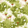 Флизелиновые обои из Швеции коллекции Scandinavian Designers  от Borastapeter, с рисунком под названием Kejsarkrona.  радует глаз сочными красками и естественной красотой пробудившейся природы. Чудесные цветы самых нежных оттенков прячутся в свежей зелени Обои для детской. Бесплатная доставка, оплата онлайн, Шведские обои в интернет-магазине, большой выбор
