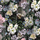PDG1038/01 Панно флизелиновое Designers guild - Tulipa Stellata.Купить с доставкой в Москве.Растительный узор в интерьере. Для гостиной.Обои в квартиру.