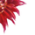 Фотопанно Earthly star, Mr. Perswall с изображением роскошного георгина в оттенках малинового, красного и оранжевого. Выбрать, заказать фотопанно в интернет-магазине, бесплатная доставка.