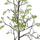 Фотообои арт. P031801-8 Perswall Швеция с изображением дерева рябины с зелеными листьями на белом фоне