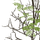 Фотообои арт. P031803-4 Perswall Швеция с изображением дерева рябины на белом фоне