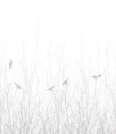 Фотопанно Sparrow от ECO Wallpaper c изображением птиц, сидящих в зарослях зимних кустов. Заказать фотообои в интернет-магазине, онлайн оплата.