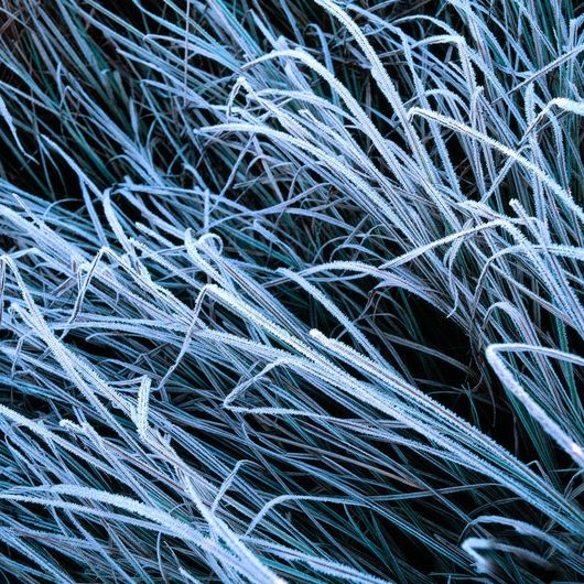 Фото обои Frozen Grass с крупным изображением травы покрытой инеем из каталога Eco Photo