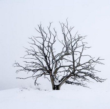 Фотообои Winter tree, артикул 2445 из каталога Eco Photo с изображением одиноко стоящего дерева в зимнем поле.
