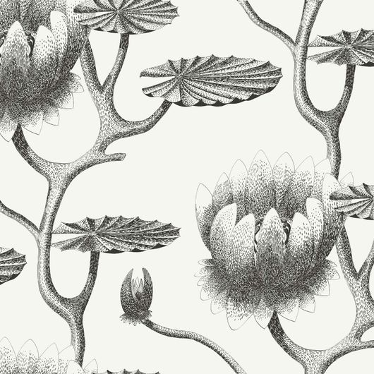 Обои Lily - черно-белый цветочный дизайн Cole & Son с водяными лилиями, напоминающими иллюстрацию из старинной книги. Обои для гостиной, обои для спальни. Купить обои в салоне ОДизайн.