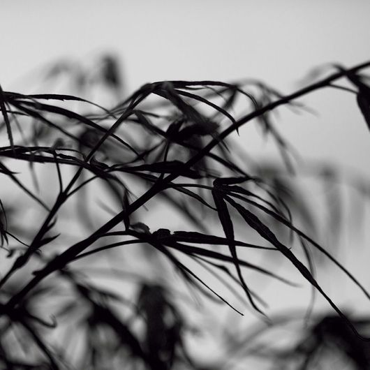 Фотообои арт. DM313-1 Mr. Perswall в черно-белых тонах с изображением веток с листьями в минималистичном стиле. Купить фотообои  Mr. Perswall в Москве