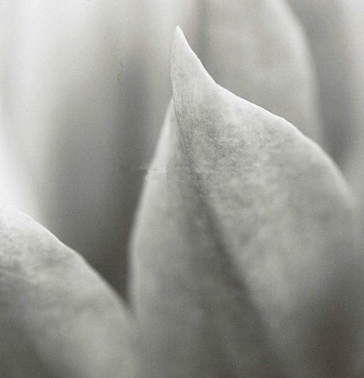 Фотообои арт.DM323-1 Mr Perswall Швеция с изображением макросьемки тюльпанаи в черно-белом цвете