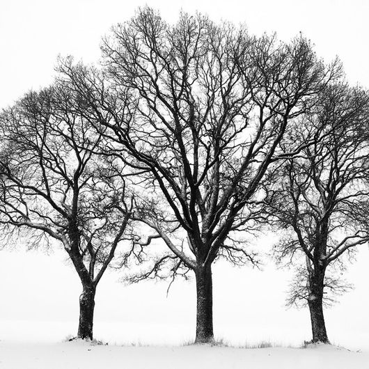 Фотообои Sitting in a tree, Mr Perswall с крупным изображением трех деревьев с пышными кронами, припорошенными снегом. Выбрать, заказать фотообои для стен в интернет-магазине, онлайн оплата.