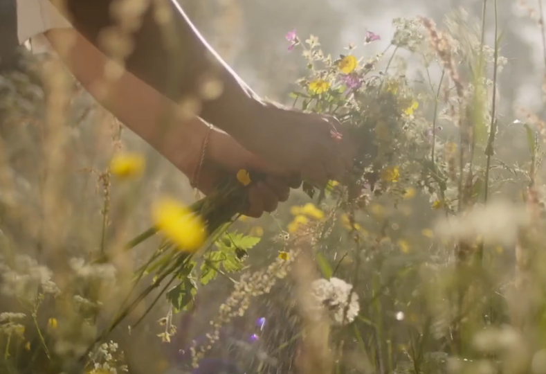 Луговые цветы в Швеции