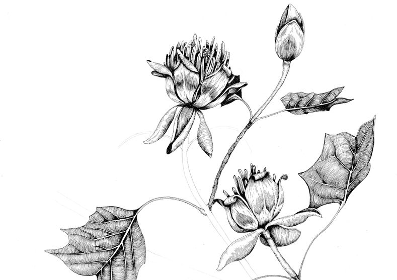 Tivoli from Archive 2