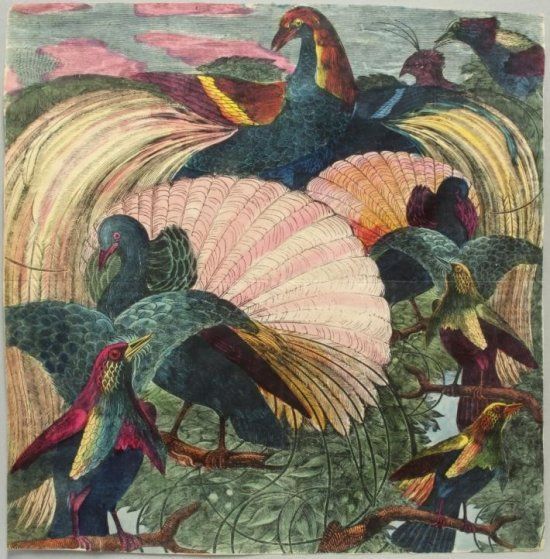 Рисунок Пьеро Форназетти “Uccelli” (“Птицы”), 1950 годы.