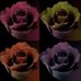 Панно из коллекции "Renaissance",4 огромных бутона роз, в 4-х различных цветах: розовый, салатовый, оранжевый и сиреневый