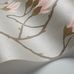 Цветочный дизайн обоев Magnolia от Cole & Son в оттенках  серебра и розового  с изображением крупных магнолий, в котором  чувствуется теплое дыхание юга. Выбрать обои в интернет-магазине, бесплатная доставка, магазин обоев в Москве.