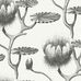 Обои Lily - черно-белый цветочный дизайн Cole & Son с водяными лилиями, напоминающими иллюстрацию из старинной книги. Обои для гостиной, обои для спальни. Купить обои в салоне ОДизайн.