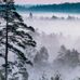 Цифровое фотопанно для интерьера Marie Mattsson Blå Timmen, арт. 9778W от Borastapeter — море тумана стелется между верхушками деревьев в предрассветный час в преимущественно голубой гамме. Эти романтичные обои идеально подойдут для спальни, гостиной или прихожей, создавая уютную атмосферу. Приобрести их можно в интернет-магазине ODesign с бесплатной доставкой по всей России.