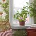 Флизелиновые обои из Швеции коллекция Scandinavian Designers III от Borastapeter под названием  KEJSARKRONA. Сочная зелень  с ярко-красными цветами рябчика, дополненная нежными белыми и розовыми цветами, создает ощущение летнего сада и радости.