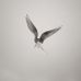 Фотообои арт. DM310-1 Mr. Perswall в черно-белых тонах с изображением голубя взмывающего в небо красиво расправив крылья. Купить фотообои  Mr. Perswall можно в Москве.