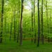 Фотообои Your own backyard, Mr. Perswall с изображением молодого леса, утопающего в зелени. Фотообои для гостиной, спальни купить в Москве, большой ассортимент.