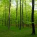 Фотообои Your own backyard, Mr. Perswall с изображением молодого леса, утопающего в зелени. Фотообои для гостиной, спальни купить в Москве, большой ассортимент.
