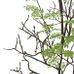 Фотообои арт. P031803-4 Perswall Швеция с изображением дерева рябины на белом фоне
