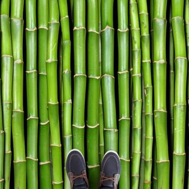 09. Bamboo