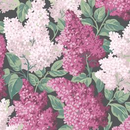 Обои Cole & Son - "Lilac" арт. 115/1001- это изображение всеми любимого пышного кустарника сирени  цвета мадженты и розовых румян на угольном фоне. Английские обои, Обои Cole & Son, Каталог обоев