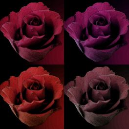 Панно из коллекции "Renaissance",4 огромных бутона роз, в 4-х различных оттенках: алый, фиолетовый, ярко-красный, и приглушенный красный