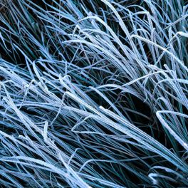 Фото обои Frozen Grass с крупным изображением травы покрытой инеем из каталога Eco Photo