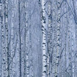 Фотообои Summer field артикул 2433 из каталога Eco Photo с изображением зимнего березового леса