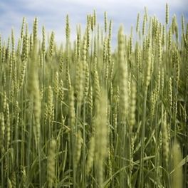 Фото обои с крупным пейзажным изображением пшеничного поля из каталога Есо Photo