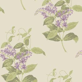 Обои Madras Violet от Cole & Son с детальной проработкой рисунка цветков мадрасской фиалки и изумительной игрой свежих весенних оттенков лавандового и оливкового на кремовом фоне. Купить обои для спальни, гостиной в интернет-магазине, онлайн оплата.