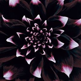 Фотообои арт.DM319-2 Mr Perswall Швеция c изображением цветка георгина в темно-сиреневом цвете